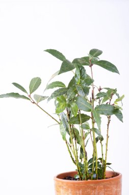 taze defne yaprağı fışkın