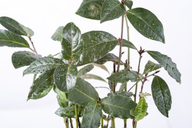 taze defne yaprağı fışkın