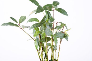 taze defne yaprağı fışkın