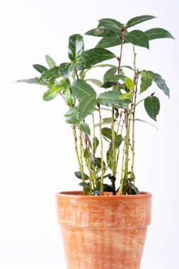 taze defne yaprağı fışkın