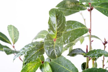 taze defne yaprağı fışkın