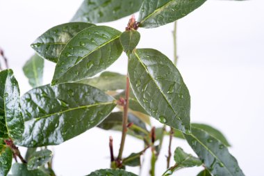 taze defne yaprağı fışkın