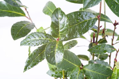 taze defne yaprağı fışkın