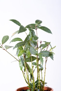 taze defne yaprağı fışkın