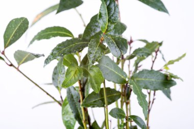 taze defne yaprağı fışkın