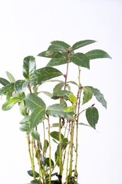 taze defne yaprağı fışkın