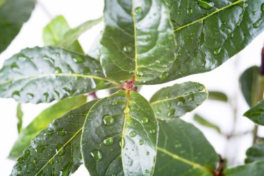 taze defne yaprağı fışkın