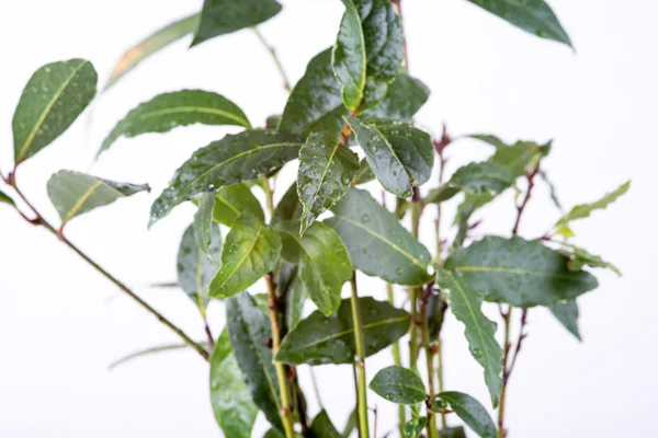 taze defne yaprağı fışkın