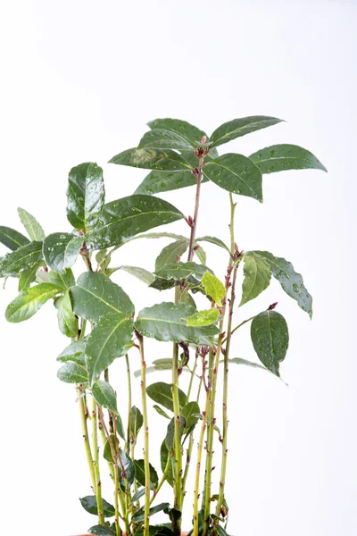 taze defne yaprağı fışkın