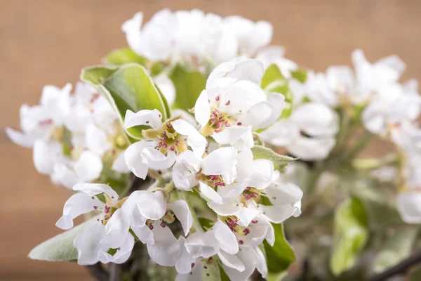 White blooming flowers on the fruit tree — Stock Photo, Image