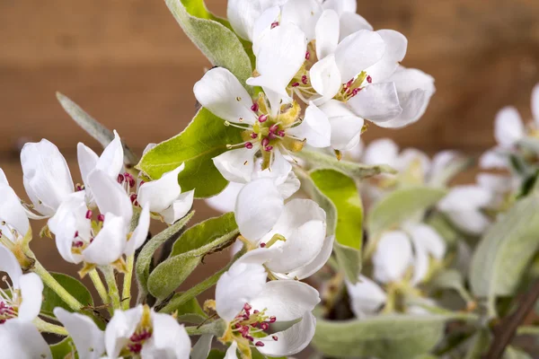 White blooming flowers on the fruit tree — Stock Photo, Image