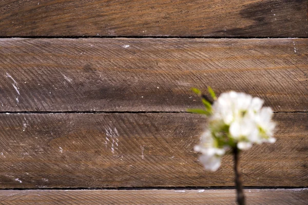 Holz Hintergrund mit weißen Blumen — Stockfoto