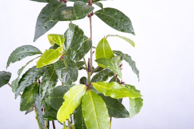 taze defne yaprağı fışkın