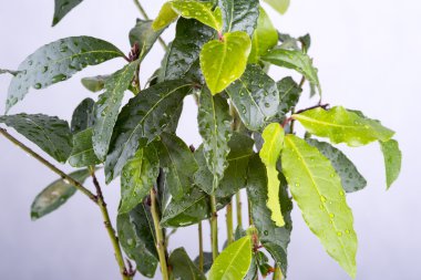 taze defne yaprağı fışkın