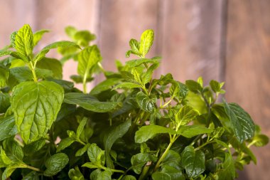 Taze nane çiy damlaları