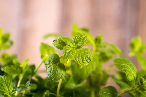 Frische Minztropfen Tau — Stockfoto