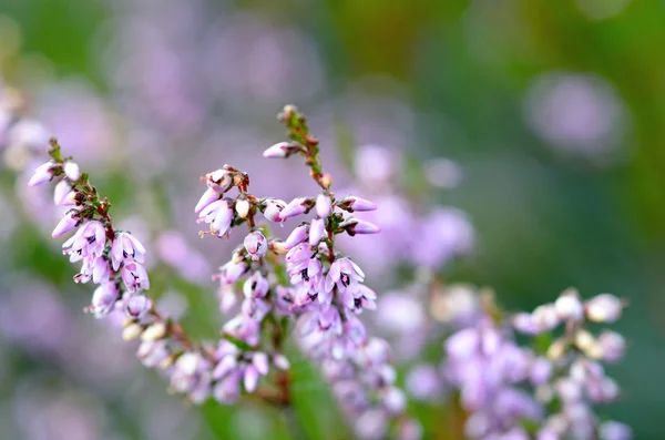 Flowering heathers — Stock Photo, Image