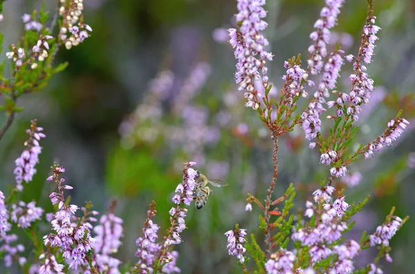 Flowering heathers — Stock Photo, Image
