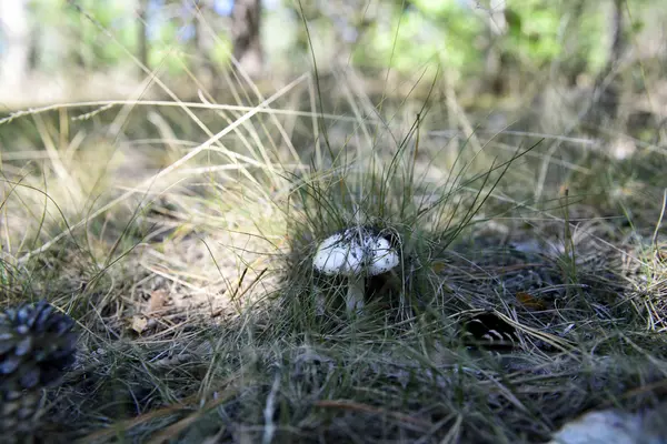 Giftpilz im Wald — Stockfoto