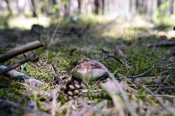 Giftig svamp i skogen — Stockfoto