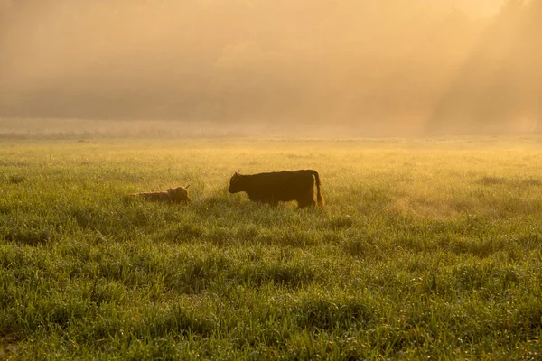 Vaca em um pasto de manhã — Fotografia de Stock