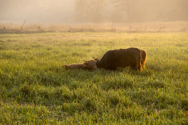 Vaca em um pasto de manhã — Fotografia de Stock