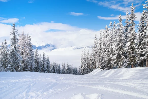Красивый зимний пейзаж с елками — стоковое фото