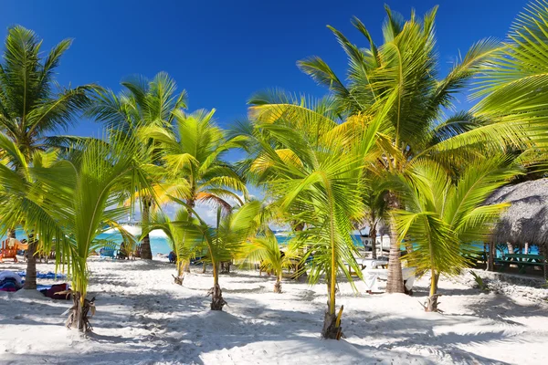 Tropická pláž, ostrov saona, Dominikánská republika — Stock fotografie