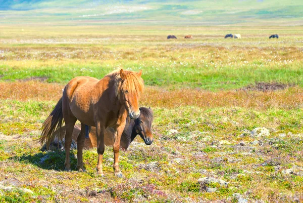 Dois cavalos icelândicos — Fotografia de Stock