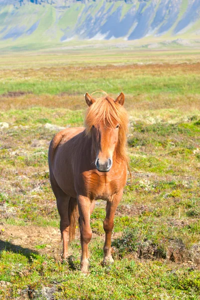 IJslandse paard Stockfoto