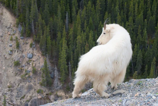 Mountain goat — Stockfoto