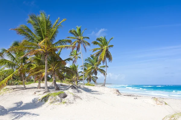 Palmiye ağaçları tropik sahilde Bavaro, Punta Cana, Dominik — Stok fotoğraf