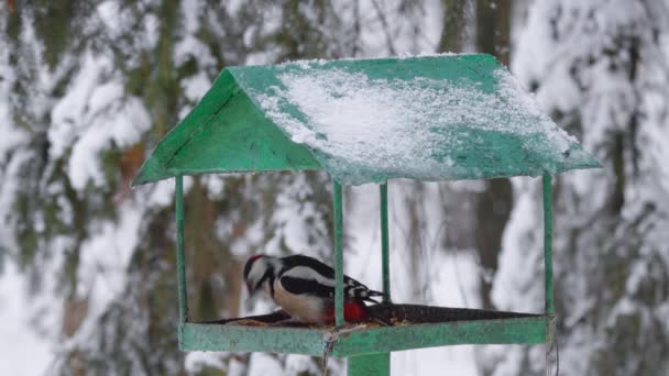 Pájaro carpintero en invierno. Pájaro carpintero comiendo en Bird Feeder. Aves en invierno. — Vídeos de Stock