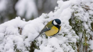 Bird tit in winter. Parus major. A snowy forest in winter. New Years and Christmas.