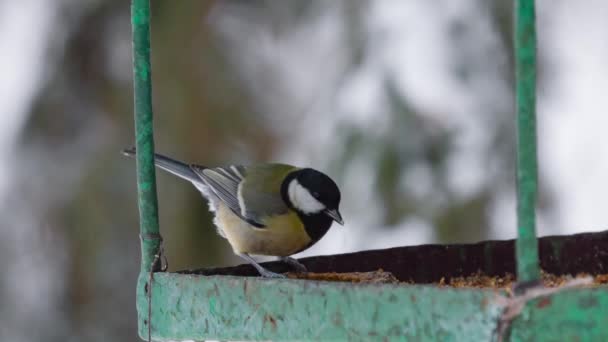 Parus major. Forest birds, Tit eat feedin winter, pecking seeds in the bird feeder. — 图库视频影像