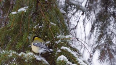 Bird tit in winter. Parus major. A snowy forest in winter.
