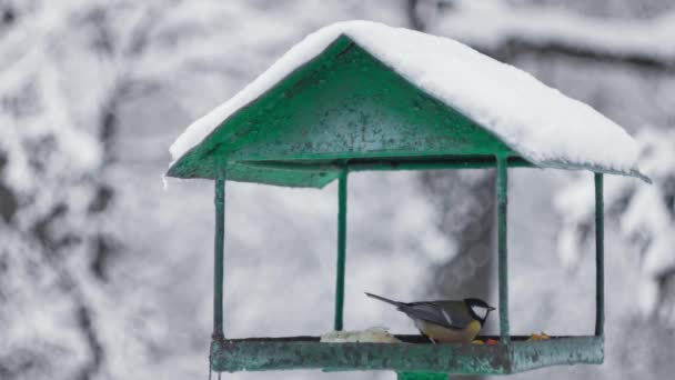 Winter. Parus major. Forest birds. Great Tit eat feedin winter, pecking seeds in the bird feeder. — Video