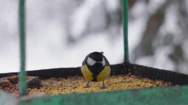 Parus major. Forest bird. Tit eat Grains feedin winter, pecking seeds in the bird feeder.