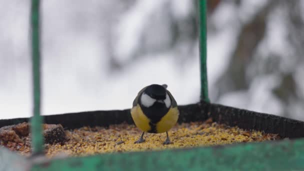 Parus major. Forest bird. Tit eat Grains feedin winter, pecking seeds in the bird feeder. — стоковое видео
