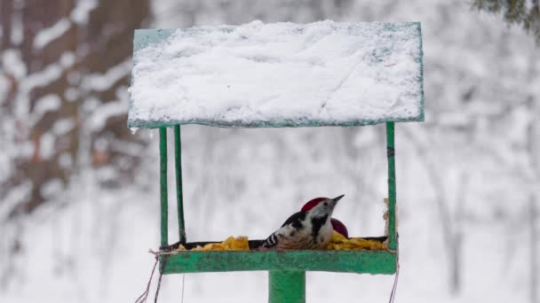 Fåglar på vintern. Hackspett på vintern. Downy hackspett äter på Bird Feeder. — Stockvideo