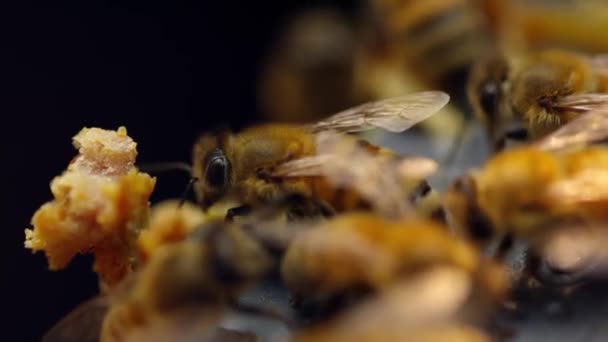 Des abeilles. Des rayons de miel au miel frais. Honey Products. Industries rurales. — Video