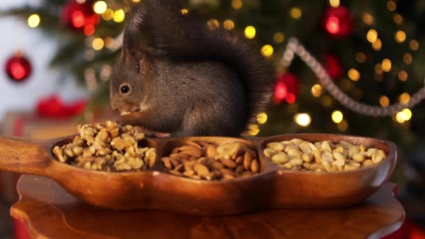 Tierische wilde Nagetiere. Sciurus vulgaris. Eichhörnchen knabbert eine Nuss. Neujahr und Weihnachten. Haustiere im Winter — Stockvideo