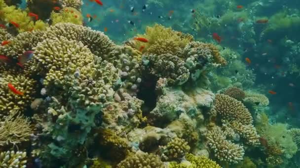 Marinhas subaquáticas coloridas. Coral Reef Fish. Mundo submarino, peixe marinho. Vida marinha mundo do mar. Recifes de peixe marinho. — Vídeo de Stock