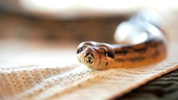 Una serpiente pitón. Lengua de serpiente. mascota favorita. — Vídeos de Stock