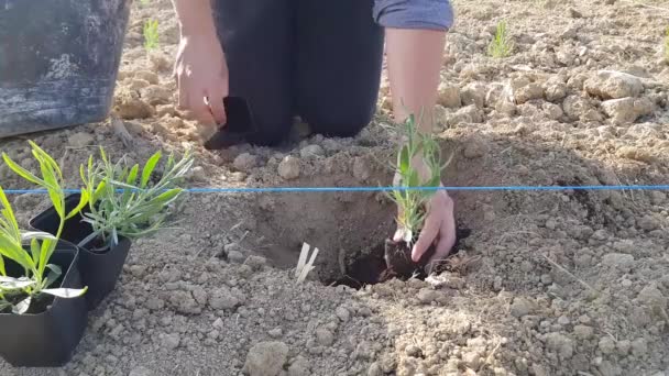 Farmer land cultivation. Planting to soil seedling in the vegetable garden. Agricultural work. Organic farming and spring gardening. Arable land, dirt. — Stock Video