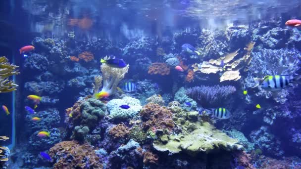 Coloridos peces vivos brillan, acuario bajo luz ultravioleta ultravioleta. — Vídeos de Stock