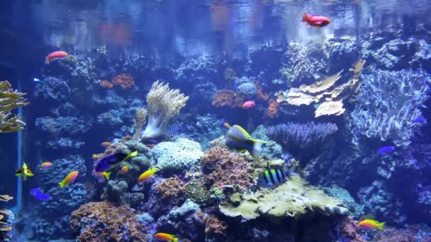 Peces en el acuario. Coloridos peces vivos brillan, acuario bajo luz ultravioleta ultravioleta. Mascotas. — Vídeos de Stock