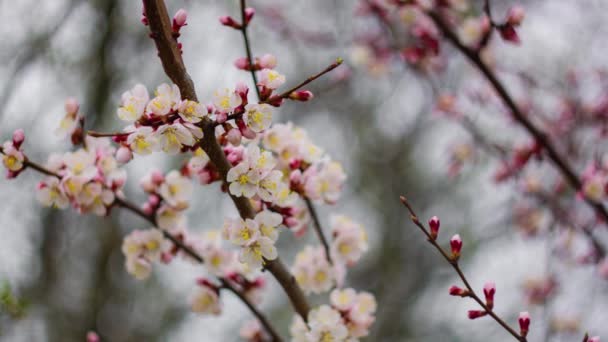 Primavera. Orchard. Flor blanca, floreciendo en el jardín de los árboles, floreciendo la Naturaleza. Humor primaveral, despertar de la naturaleza. Flores de primavera. — Vídeo de stock