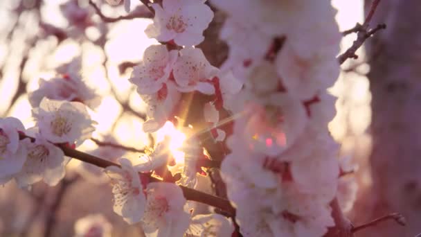 春だ。春の花。オーチャード。白い花、木の庭で開花し、自然を咲かせます。春の気分、自然の目覚め. — ストック動画