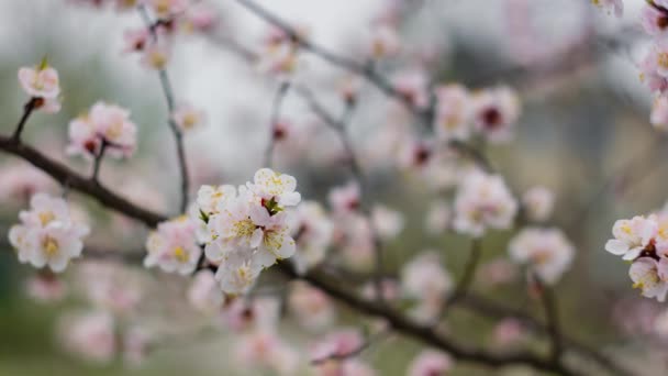 Primavera. Flor blanca, floreciendo en el jardín de los árboles, floreciendo la Naturaleza. Primavera Humor, despertar de la naturaleza. — Vídeo de stock